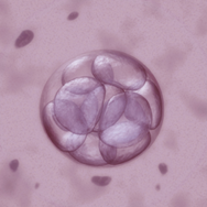 coltura degli embrioni allo stadio di blastocisti